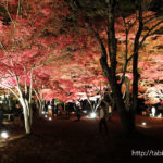 月の石もみじ公園の紅葉（夜のライトアップ）