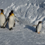 ペンギンの散歩！旭山動物公園（旭川市）