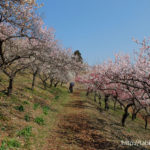 宝登山 梅百花園／Plum park in Mt.hodo（埼玉県長瀞町）