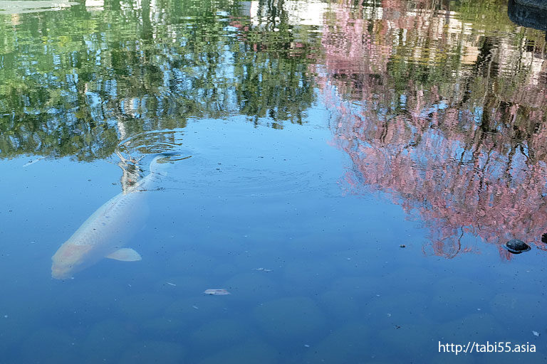 目白庭園の鯉と桜と池