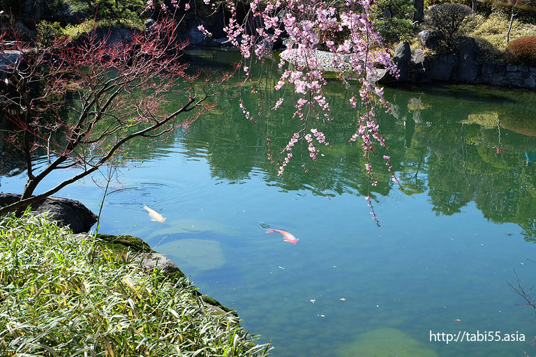 目白庭園の鯉と桜と池