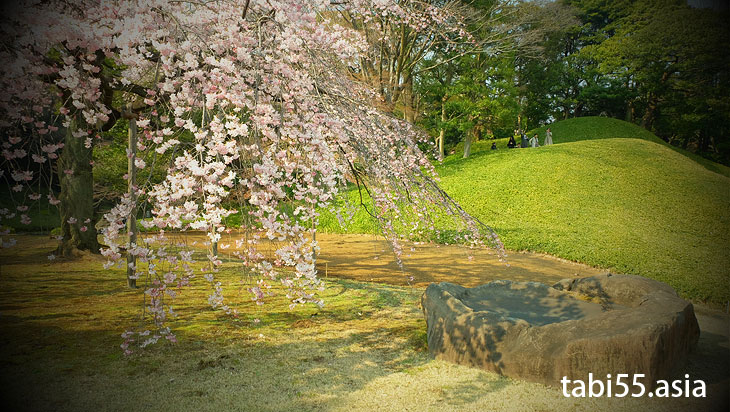 枝垂れ桜を堪能！春の小石川後楽園