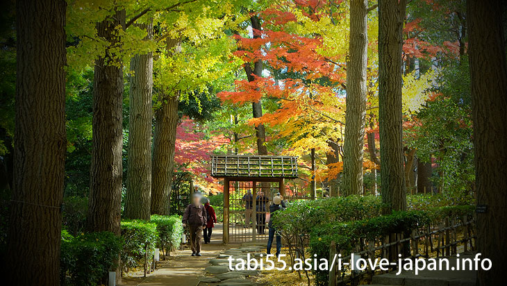 大田黒公園の紅葉は、ライトアップだけじゃない！昼も美しい