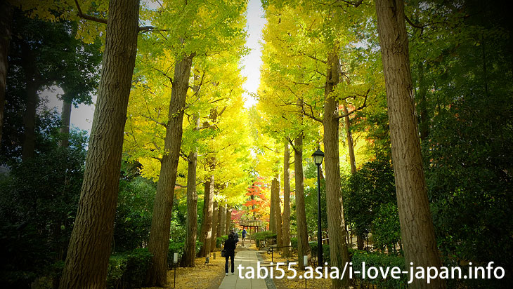 大田黒公園の紅葉は、ライトアップだけじゃない！昼も美しい