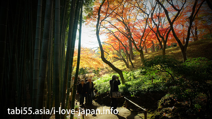 国指定の名勝！殿ヶ谷戸庭園の紅葉（東京都国分寺市）