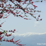 釈迦堂エリアの桃の花（山梨県一宮町）