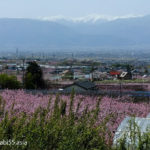 みさか桃源郷公園（山梨県笛吹市）