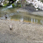 奈良の鹿（奈良県奈良市）