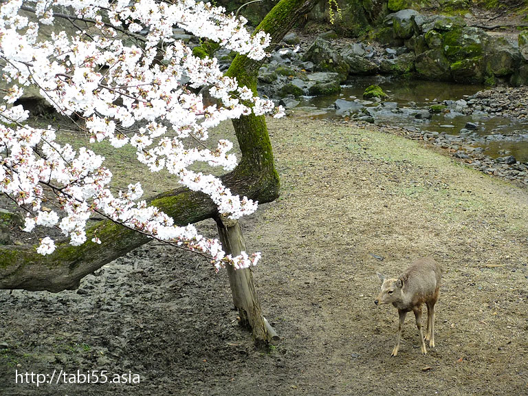 奈良の鹿（奈良県奈良市）