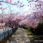 河津桜（静岡県河津町）