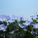国営ひたち海浜公園のネモフィラ（茨城県）／Nemophila of Hitachi Seaside Park (Ibaraki)