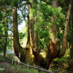 かぶら杉（島根県隠岐の島町）／Cabura cedar (Shimane)