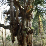 岩倉の乳房杉（ちちすぎ）（島根県隠岐の島町）／Breast cedar of Iwakura(Chichi-sugi) (Shimane)