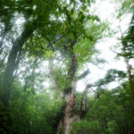 縄文杉＠縄文杉トレッキング（屋久島）／Jomon cedar trekking (Yakushima)