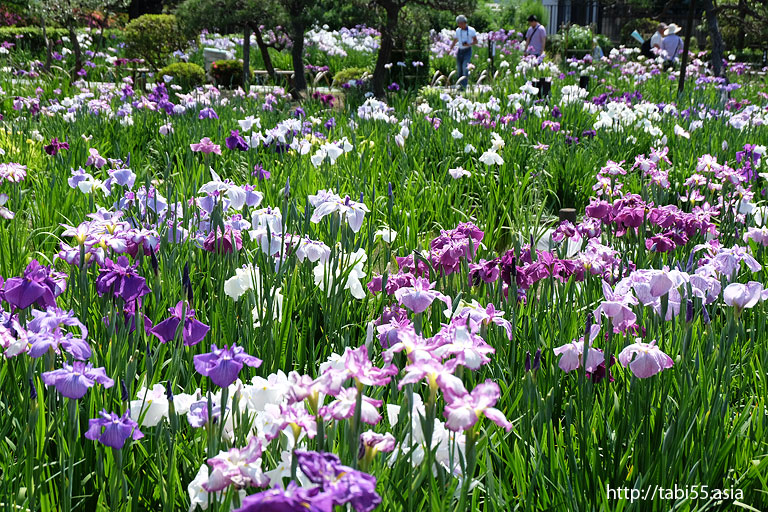 堀切菖蒲園（東京都葛飾区）／Horikiri Iris Garden (Katsushika-ku, Tokyo)
