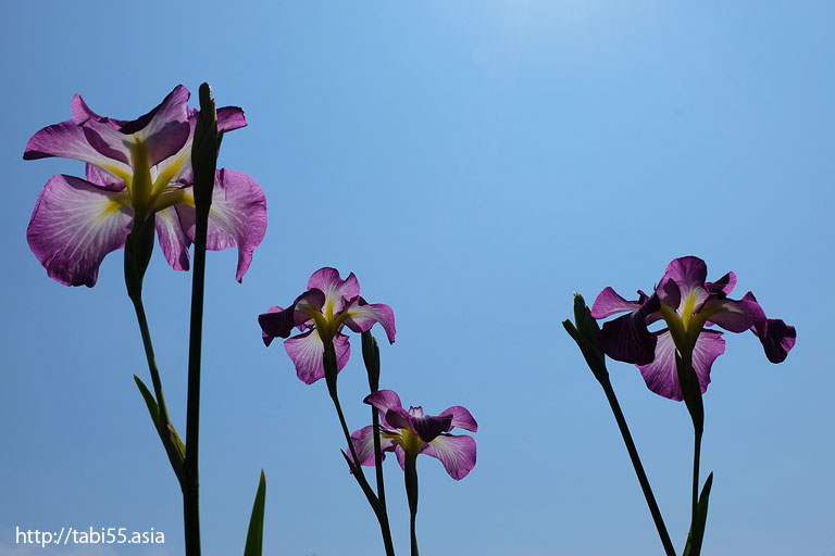 堀切菖蒲園（東京都葛飾区）／Horikiri Iris Garden (Katsushika-ku, Tokyo)