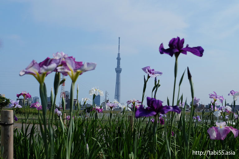 堀切ジャンクション＠堀切水辺公園（東京都葛飾区）／Horikiri waterfront park (Katsushika-ku, Tokyo)