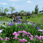 水郷佐原あやめパーク（旧：水郷佐原水生植物園）千葉県香取市