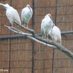 トキの森公園（新潟県佐渡島）