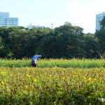 浜離宮恩賜庭園（東京都中央区）／Hamarikyu garden (Chuo-ku, Tokyo）