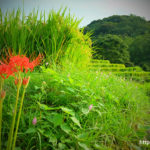 石部棚田（静岡県）／Ishibe rice terrace (Shizuoka)