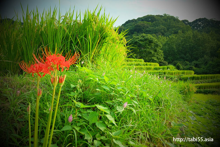 石部棚田（静岡県）／Ishibe rice terrace (Shizuoka)
