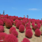 国営ひたち海浜公園のコキア（茨城県）／Kokia of Hitachi Seaside Park (Ibaraki )