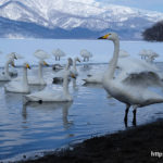 砂湯の白鳥＠冬の屈斜路湖