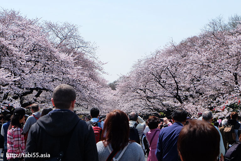 上野恩賜公園の入口付近＠上野恩賜公園の桜！モデルコース