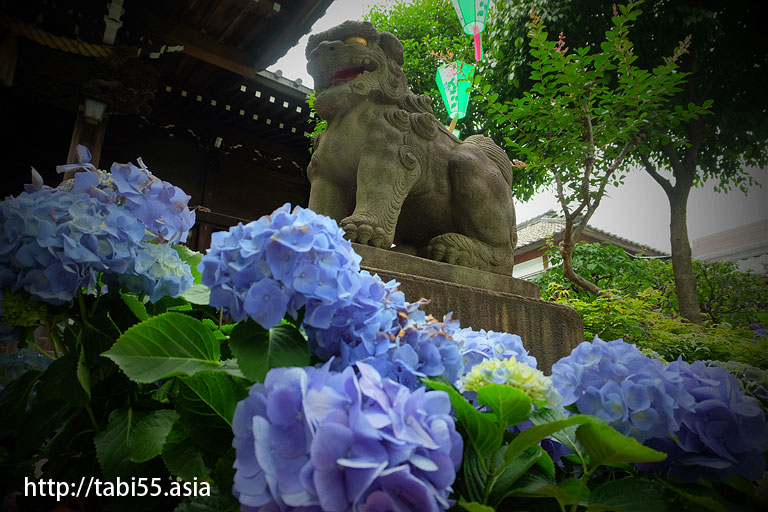 あじさい祭り＠白山神社（東京都文京区）