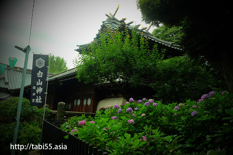 あじさい祭り＠白山神社（東京都文京区）