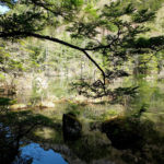 上高地の明神池（長野県松本市）