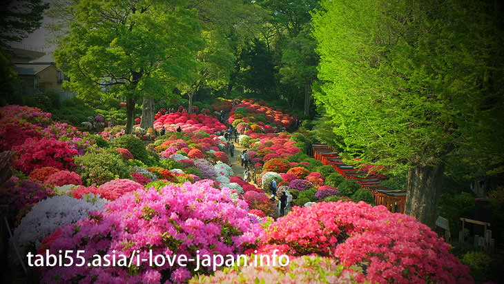根津神社を訪れるなら、つつじの季節がおすすめ