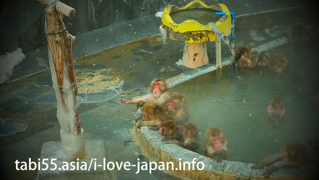 函館市熱帯植物園でお猿さんの温泉入浴を見学