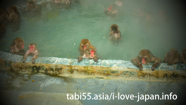 函館市熱帯植物園でお猿さんの温泉入浴を見学