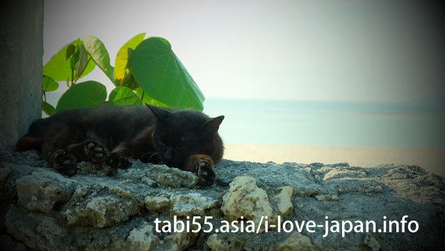 コンドイビーチで、猫さんの肉球にときめく<