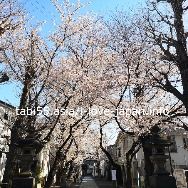 A row of cherry trees on the approach! Ikebukuro Hikawa Shrine