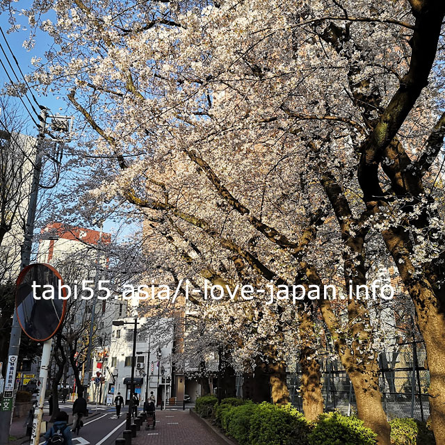 A row of cherry blossom trees in Nishiikebukuro Park