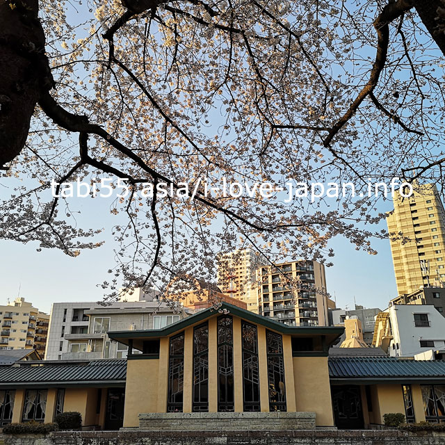 ライト建築と桜のコラボ！自由学園明日館