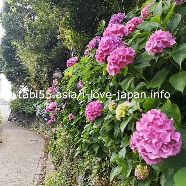飛鳥山公園の京浜東北線沿い！飛鳥の小径で紫陽花を愛でましょう