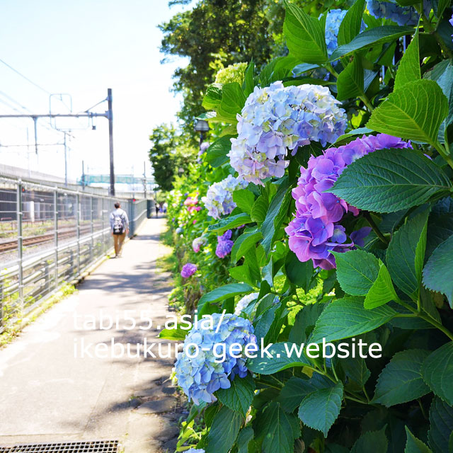 飛鳥山公園の「飛鳥小径」で、紫陽花と電車を一緒に撮影
