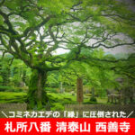 札所八番 清泰山 西善寺で、コミネカエデの「緑」に圧倒される