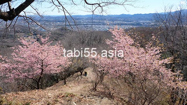 鐘撞堂山の頂上に到着！河津桜の絶景