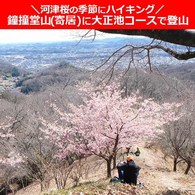 ＼河津桜の季節にハイキング／