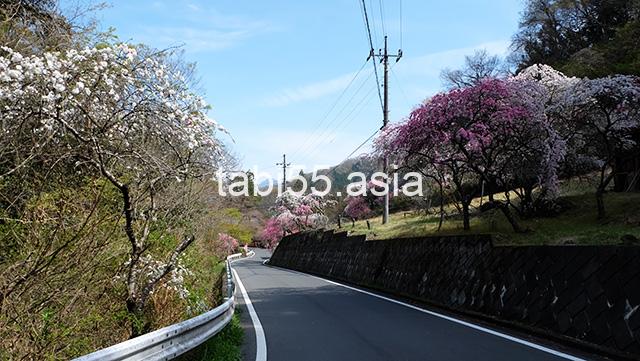 小鹿野町・岩殿沢花桃街道へ！桜も満開でした