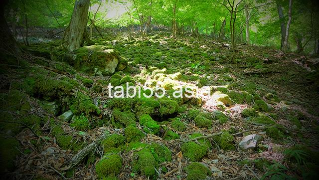 苔！苔！苔！三峯神社の表参道を登る